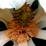 magnoliaseeds-sm